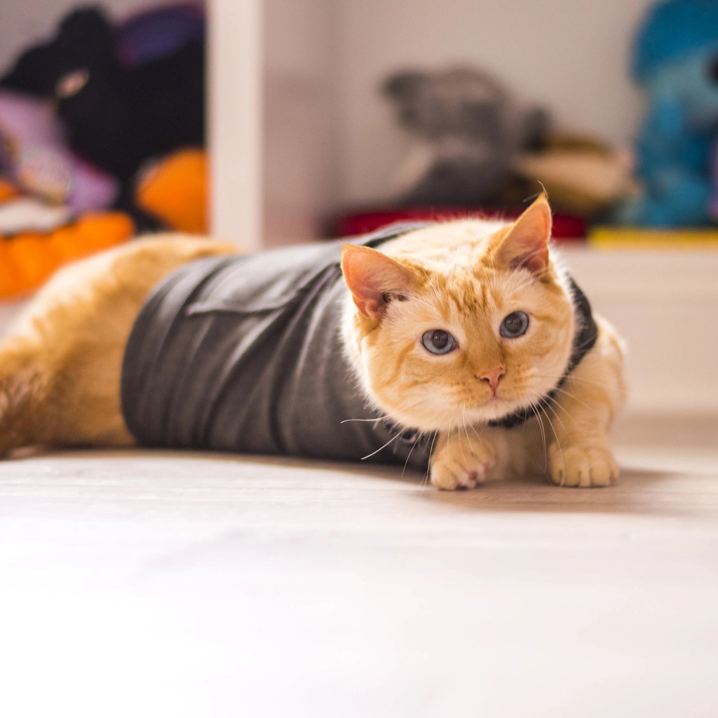 ThunderShirt® for Cats